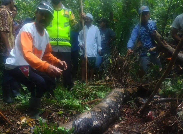 Warga menemukan ular yang memangsa Zahra. (Foto: Istimewa)