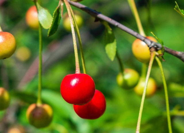 Ilustrasi manfaat buah kersen. Foto: Pexels