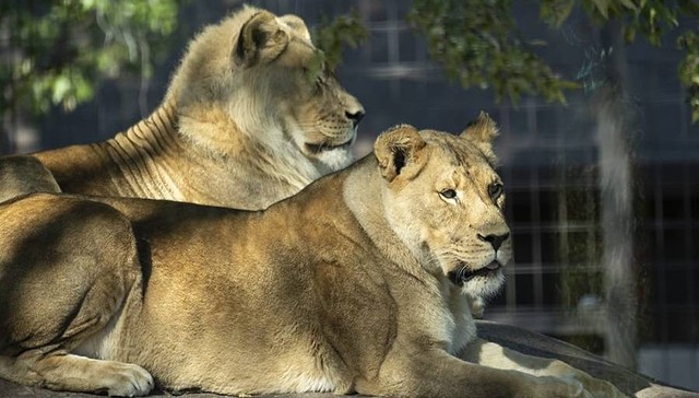 Singa betina di Topeka Zoo tumbuhkan bulu di kepala, jadi terlihat seperti singa jantan. Foto: Topeka Zoo/Twitter