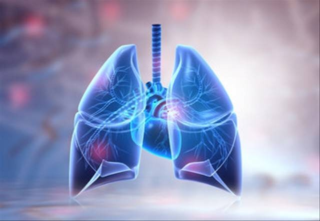 Ilustrasi paru-paru manusia. Foto: Adobe Stock
