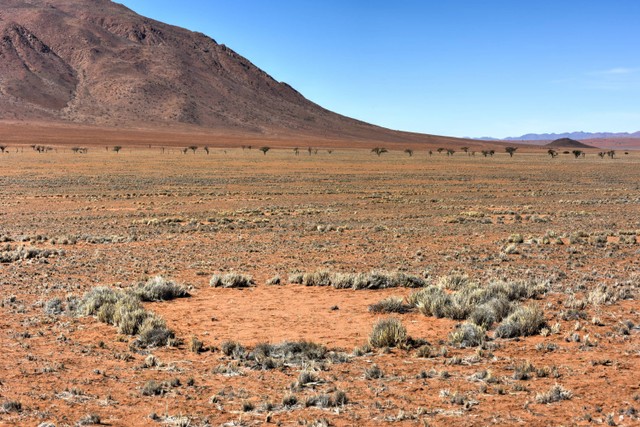 Lingkaran Peri di Gurun Namib, Namibia. Foto: Shutterstock