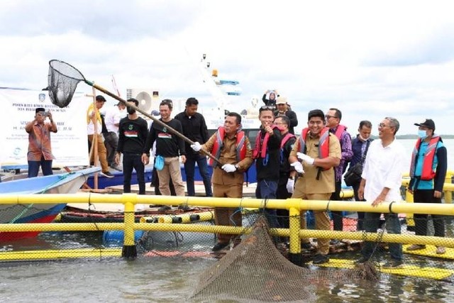 Gubernur Kepri Ansar Ahmad didampingi Bupati Bintan memanen ikan bawal bintang.