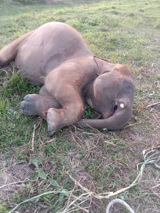 Taufan, Gajah Sumatra yang ditemukan mati di TNWK Lampung. | Foto: Ist