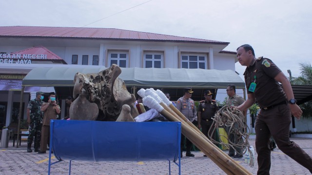 Kejaksaan Negeri Aceh Jaya menggelar pemusnahan barang bukti kerangka gajah. Foto: Zahlul Akbar untuk acehkini  