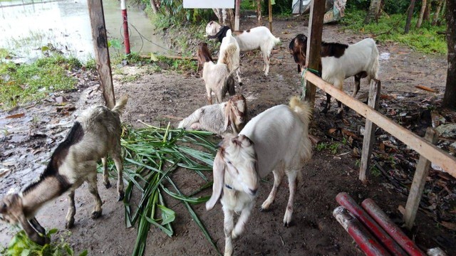 Delapan ekor kambing yang ditemukan warga saat dievakuasi di kantor Desa Karanggedang, Kecamatan Sruweng, Kebumen. Foto: Dok. Polres Kebumen