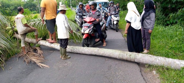 Petugas BPBD bersama warga menyingkirkan pohon tumbang di lokasi kecelakaan yang menyebabkan korban meninggal dunia. Foto: ari/Tugu Jogja