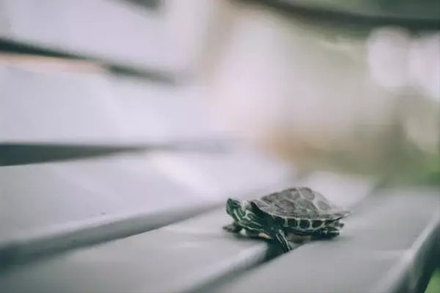 Ilustrasi arti mimpi kura-kura. Foto: Pexels