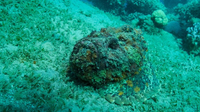 Wujud Stonefish alias ikan batu yang beracun dan mematikan . Foto: Andriy Nekrasov/Shutterstock