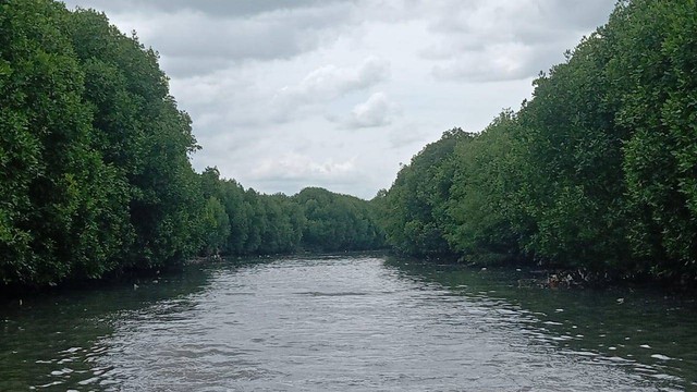 Salah satu spot Ekowisata Mangrove di Cirebon Jawa Barat.(Juan)
