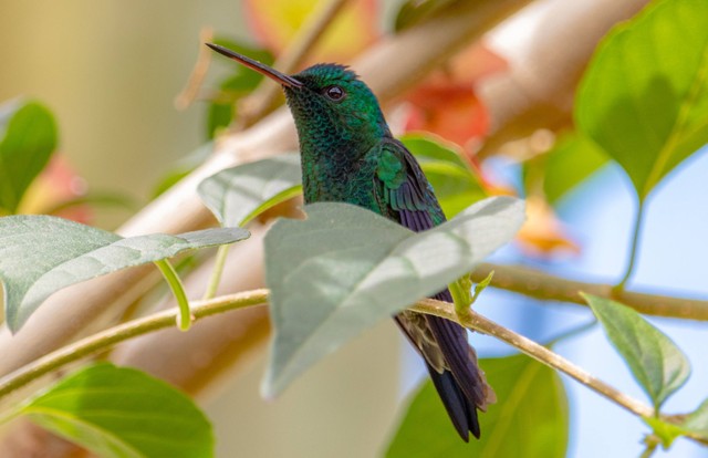 Ilustrasi burung kolibri lebah yang menjadi burung terkecil di dunia. Foto: Unsplash