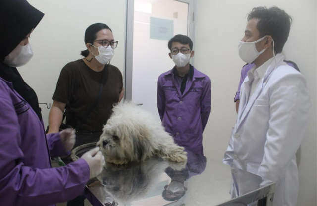 Proses vaksinasi pada anjing yang dibantu oleh mahasiswa paramedik veteriner