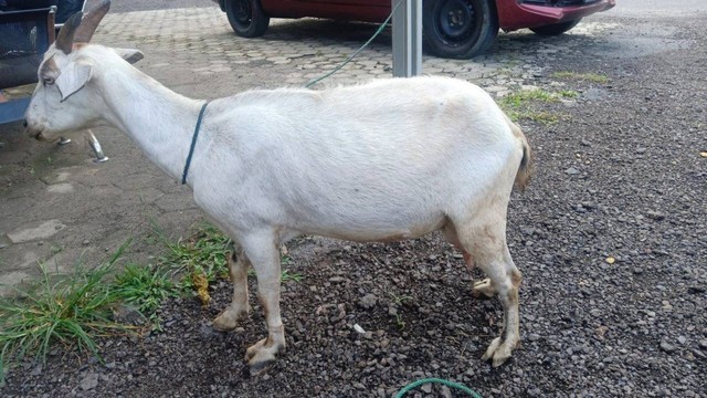 Kambing yang dicuri Warga Sumatera Selatan di Lampung. | Foto: Ist