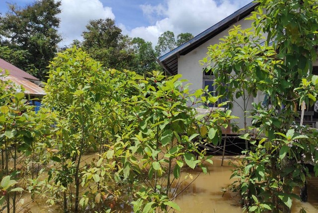 Tanaman kratom yang ditanam oleh masyarakat di salah satu Desa di Kapuas Hulu