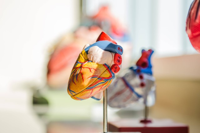 Ilustrasi jantung yang merupakan organ peredaran darah manusia. Foto: Unsplash