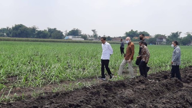 Presiden Joko WIdodo saat meninjau kebun tebu Temugiring di Batankrajan, Kecamatan Gedeg, Kabupaten Mojokerto, Jumat (4/11/2022). Foto: Farusma Okta Verdian/kumparan
