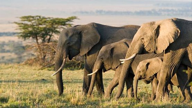 Ilustrasi gajah Afrika. Foto: Pexels