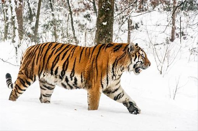 Ilustrasi harimau Siberia. Foto: Unsplash