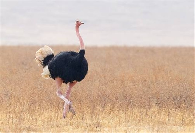 Ilustrasi burung unta. Foto: Unsplash