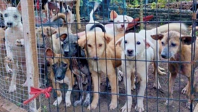 Sebagian anjing yang ditampung di shelter jelang KTT G20 - IST