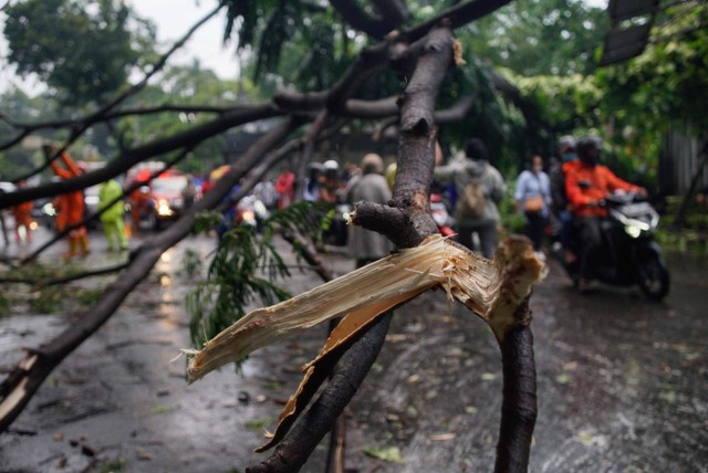 Sejumlah pengendara motor melitas di dekat pohon tumbang akibat hujan derasa disertai angin kencang di kawasan Kalibata, Jakarta Selatan, Sabtu (5/11/2022).
 Foto: Jamal Ramadhan/kumparan