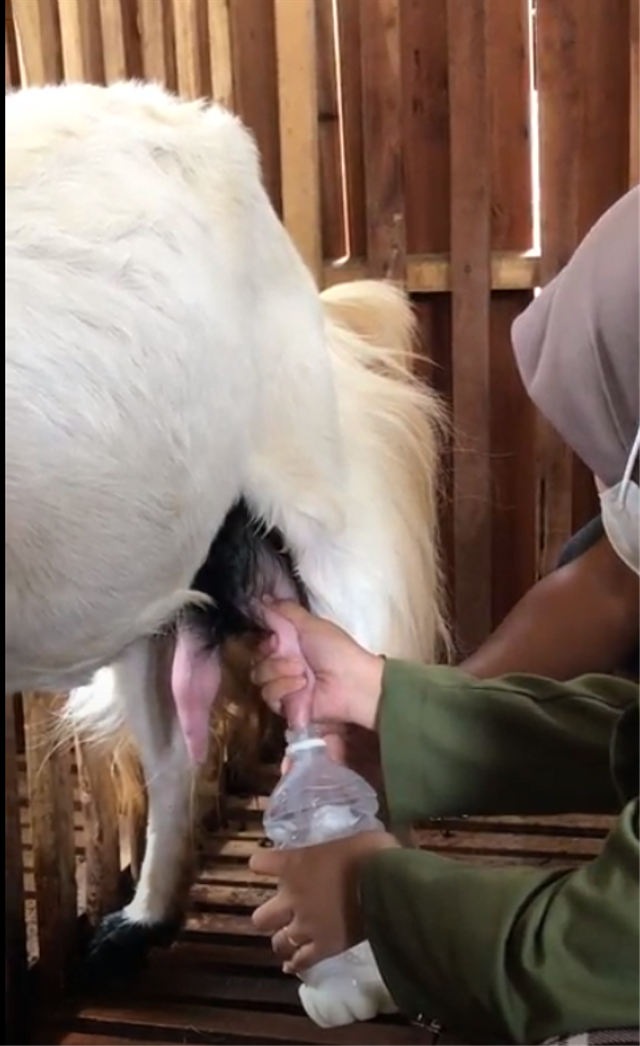 Mahasiswi KKN-T 03 UPNVJT ikut memeras susu kambing