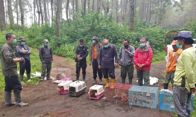 BKSDA DKI Jakarta bersama Balai TNGC Kuningan, Jabar, melepas liarkan 7 satwa liar jenis kukang jawa, landak jawa, musang pandan, dan kucing hutan di Gunung Ciremai. (Foto: BTNGC Kuningan)