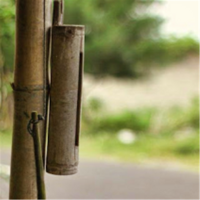 Gambar Jenis kentungan bambu. Foto: E. Sri Kuncari Peneliti BRIN/Koleksi pribadi