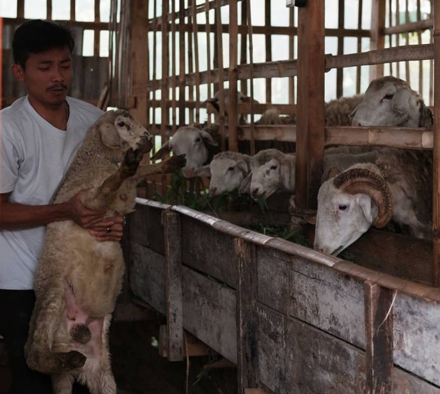Among menggeluti usaha ternak kambing. (bentar/panturapost.com)
