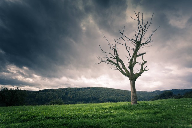 Puisi untuk Adik yang Sudah Meninggal, Foto/Unsplash/Uwe Conrad