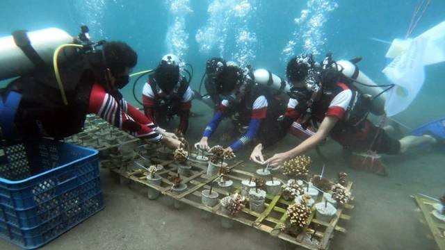 Pelaksanaan transplantasi terumbu karang yang digelar oleh PLN UID Suluttenggo dan Komunitas Selam SMA Negeri 8 Manado dalam rangka Hari Listrik Nasional ke-77