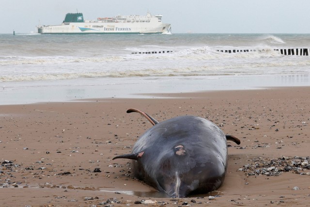 Seekor paus berparuh mati tergeletak di pantai di Sangatte, Prancis utara. Foto: Pascal Rossignol/REUTERS