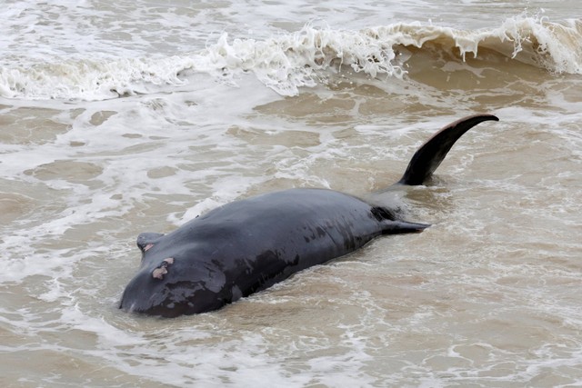 Ilustrasi paus yang mati tergeletak di pantai di Sangatte, Prancis utara. Foto: Pascal Rossignol/REUTERS