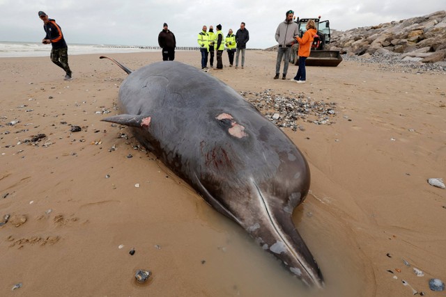 Seekor paus berparuh mati tergeletak di pantai di Sangatte, Prancis utara. Foto: Pascal Rossignol/REUTERS