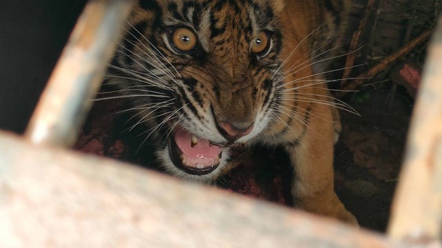 Harimau Sumatera betina berusia 10 bulan akhirnya dilepasliarkan ke habitatnya usai ditangkap di Pelalawan, Riau. (Dok. BBKSDA Riau)