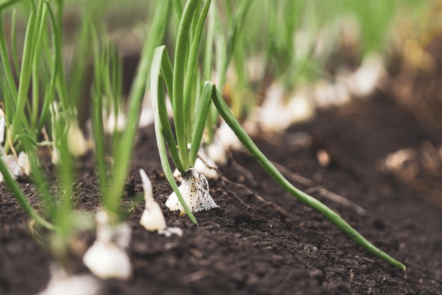 Bawang dayak adalah salah satu tanaman bawang yang banyak bermanfaat untuk kesehatan tubuh. Foto: Pexels.com