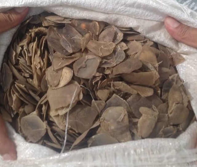 Barang bukti 16 kg sisik trenggiling yang disita Polda Sumut dari 2 pria yang mereka tangkap. Foto: Polda Sumut