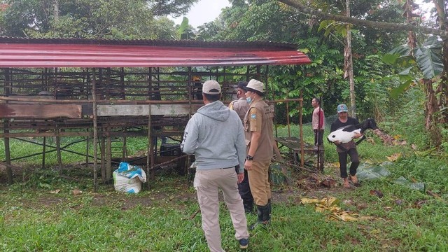 Satgas PMK saat mengecek kandang kambing yang didatangkan tanpa prosedur resmi di Bintan. Foto: Ist/kepripedia.com
