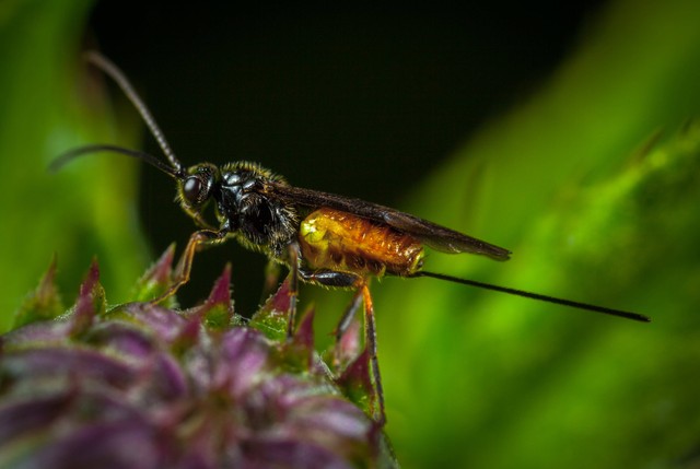 Ilustrasi tawon yang dapat menyengat tubuh. Foto: Unsplash