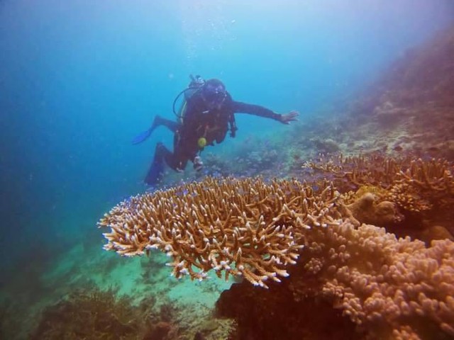 Salah satu wisatawan lokal sedang menikmati indahnya bawah laut Raja Ampat. Foto ist.
