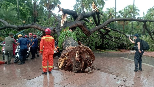 Pohon tumbang di Balai Kota Jakarta. Foto: Dok. Fadlan