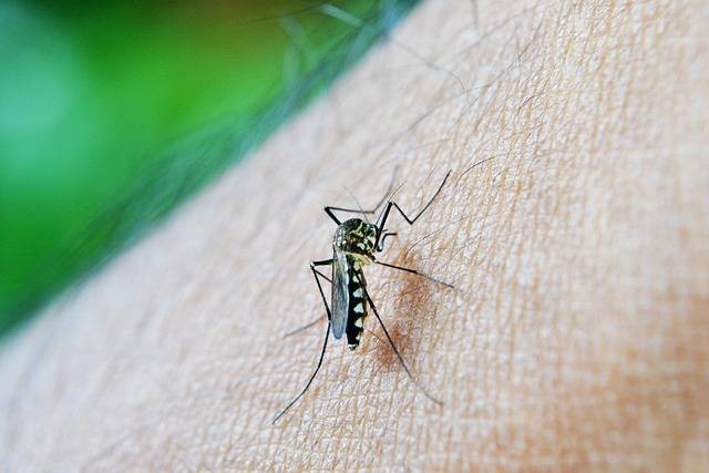 Nyamuk Aedes Aegypti, penyebab Demam Berdarah Dengue (DBD). Foto: Pixabay