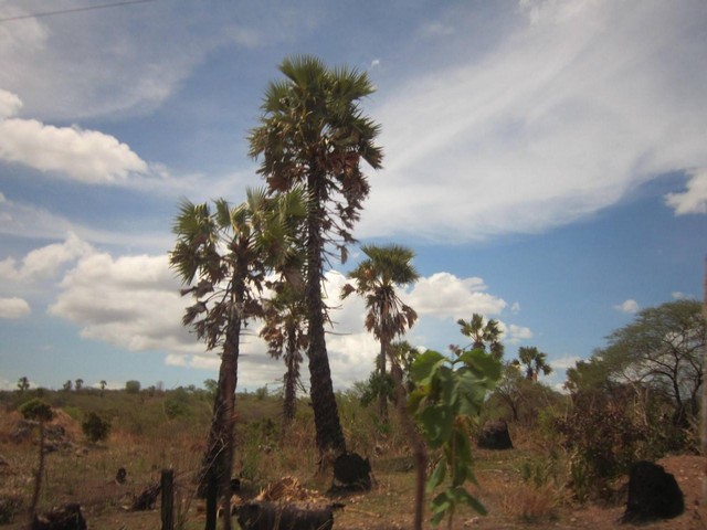 Gambar. Lontar (Borassus flabellifer) ditemukan hidup dengan baik di daerah kering terbuka luas dan berpadang rumput atau savanna di Pulau Timor, Propinsi Nusa Tenggara Timur [Foto dok. Peneliti BRIN A.P. Keim 2015].