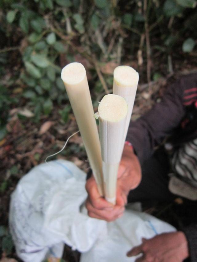 Gambar: Batang rotan Calamus javensis yang sudah dipanen, dibersihkan dan siap diolah lebih lanjut. (Sumber dok. Peneliti BRIN, A.P. Keim 2014/koleksi pribadi)