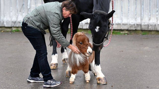 Pumuckel, kuda poni terkecil di dunia. Foto: Ina Fassbender/Pool via REUTERS