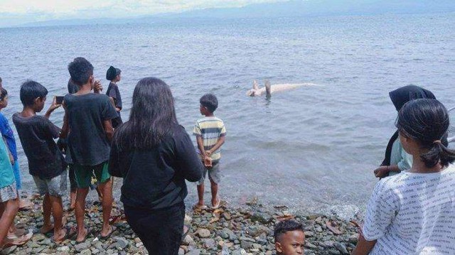 Penemuan ikan duyung di pantai Desa Loli Tasiburi, Kecamatan Banawa, Kabupaten Donggala, Sulawesi Tengah, Minggu (13/11). Foto: Istimewa