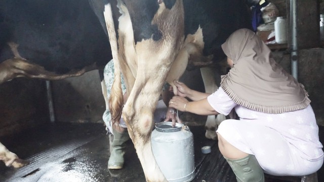 Proses memeras susu sapi. (Dokumentasi Pribadi, 2022)