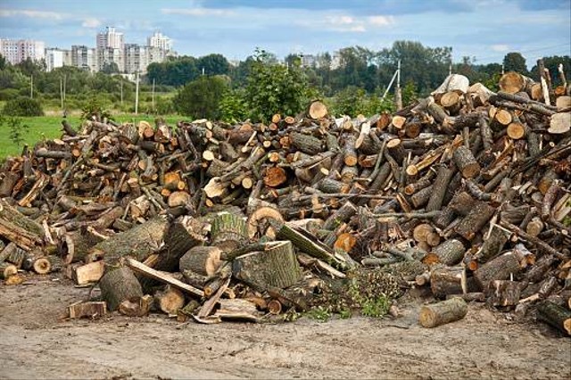 Pengertian dan Cara Menjaga Keseimbangan Ekosistem | kumparan.com