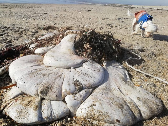 Gumpalan daging aneh yang terdampar di Pantai Inggris. Foto: Facebook/Helen Marlow