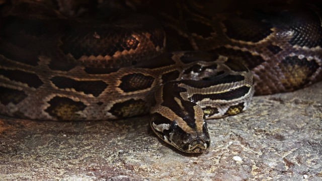 Ilustrasi ular piton Burma. Foto: Cherdchai Chaivimol/Shutterstock