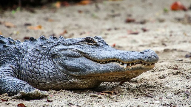Ilustrasi aligator Amerika. Foto: Wirestock Creators/Shutterstock